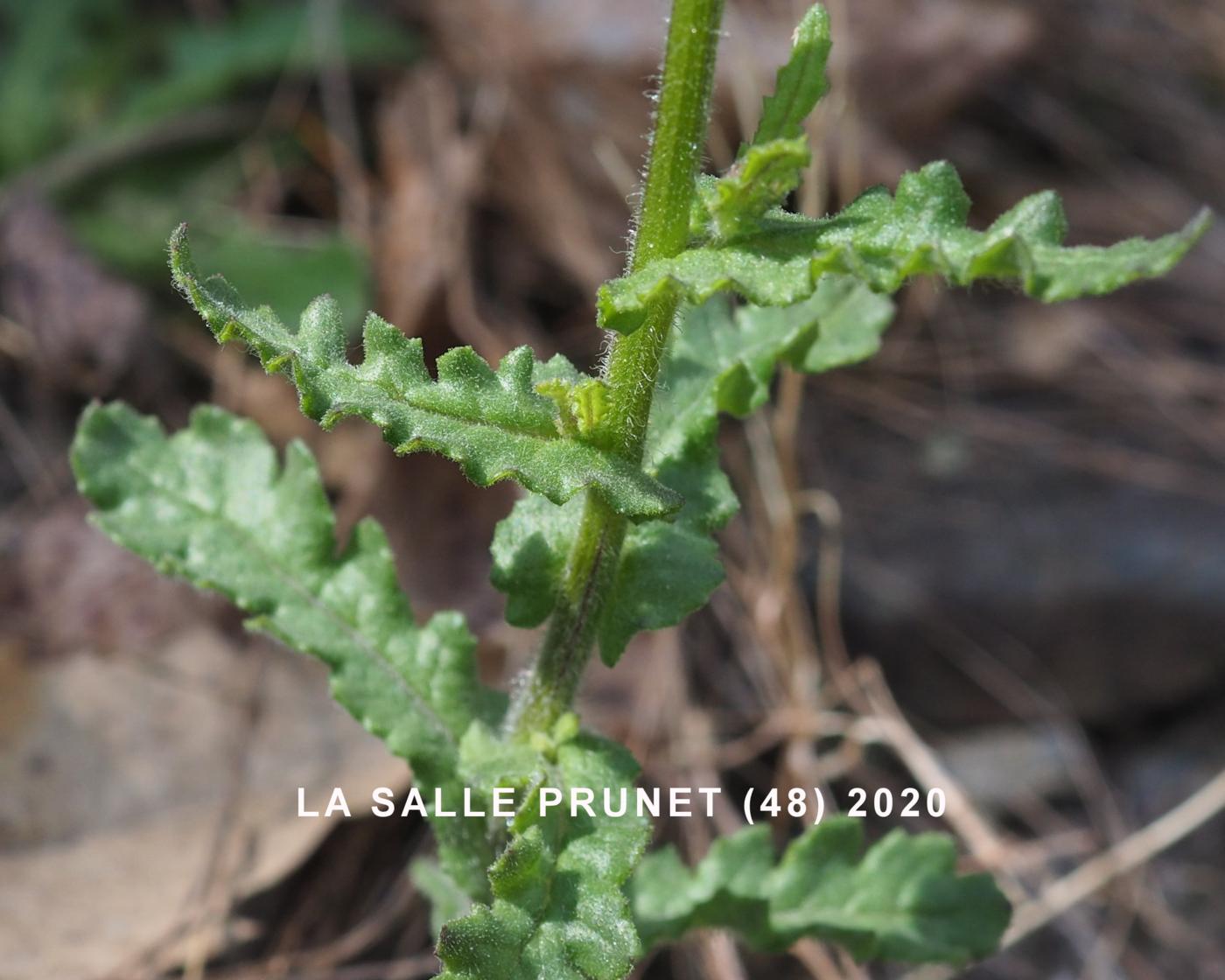 Groundsel, Wood leaf